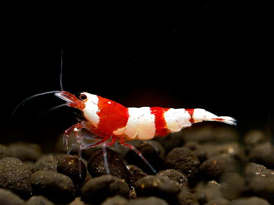Red Bee Shrimp - Caridina logemanni