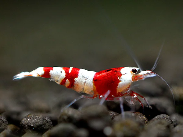 Red Bee Shrimp - Caridina logemanni