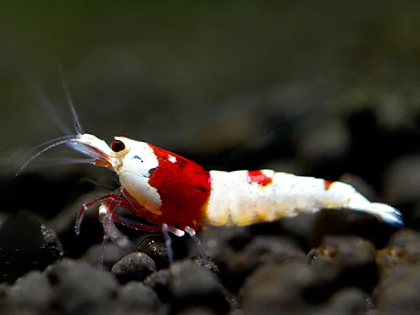 Red Bee Shrimp - Caridina logemanni