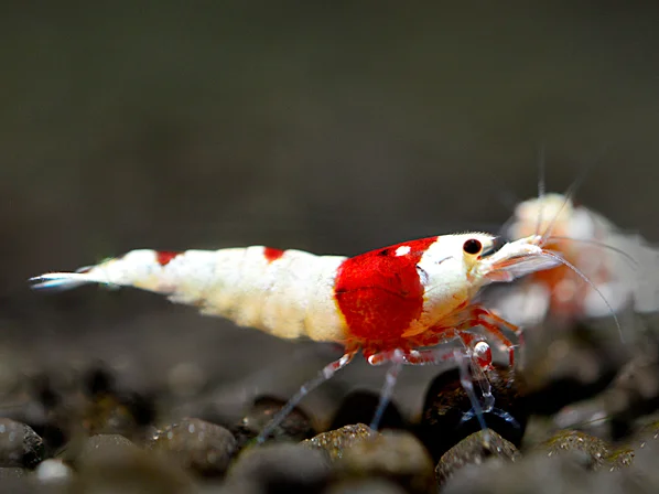 Red Bee Shrimp - Caridina logemanni