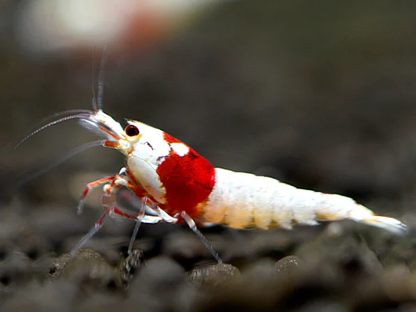 Red Bee Shrimp - Caridina logemanni
