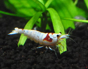 Red Bee Shrimp - Caridina logemanni