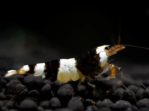 Black Bee Garnele - Caridina logemanni
