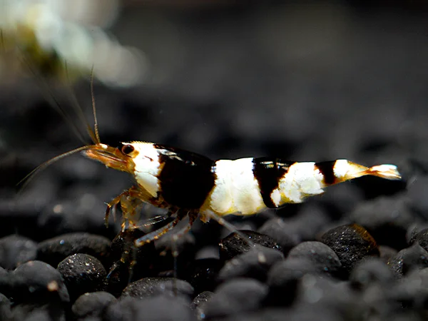 Black Bee Garnele - Caridina logemanni