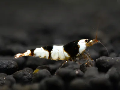 Black Bee Garnele - Caridina logemanni