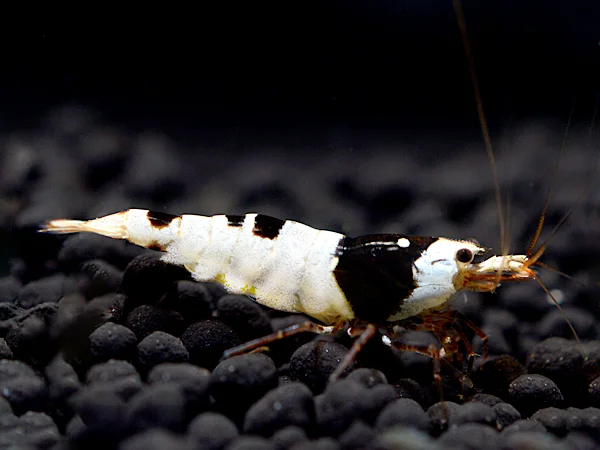 Black Bee Garnele - Caridina logemanni