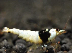 Black Bee Garnele - Caridina logemanni