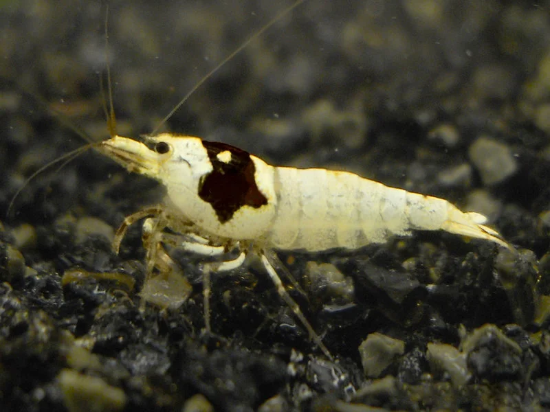 Black Bee Garnele - Caridina logemanni