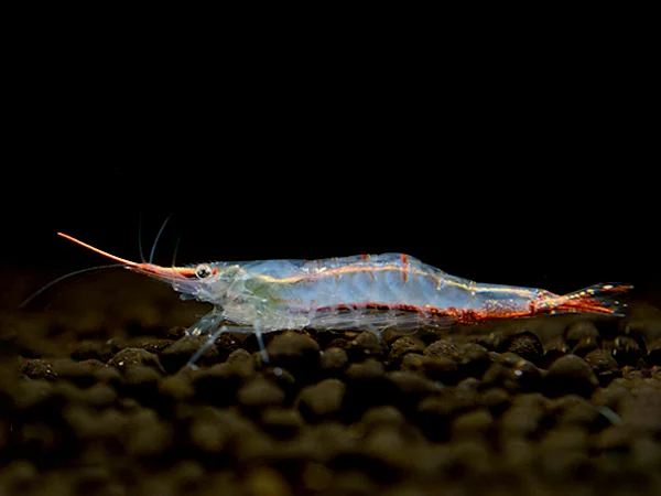 Pinocchio Shrimp - Caridina gracilirostris
