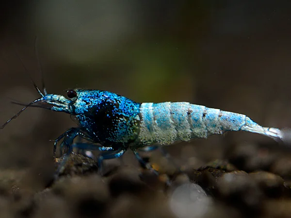 Blue Taiwan Bee Garnele - Caridina logemanni
