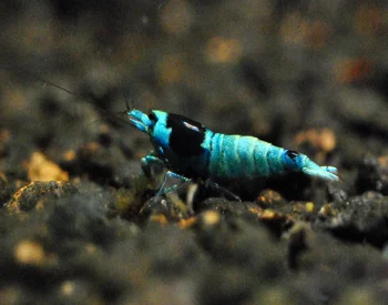 Blue Taiwan Bee Garnele - Caridina logemanni