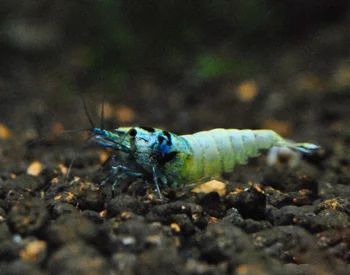 Blue Taiwan Bee Garnele - Caridina logemanni
