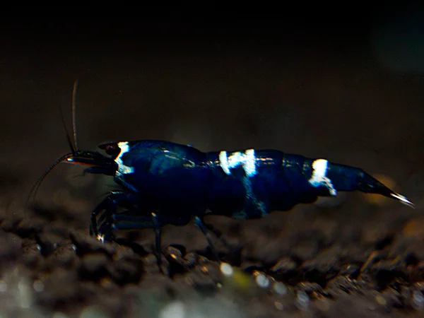 Blue Taiwan Bee Garnele - Caridina logemanni