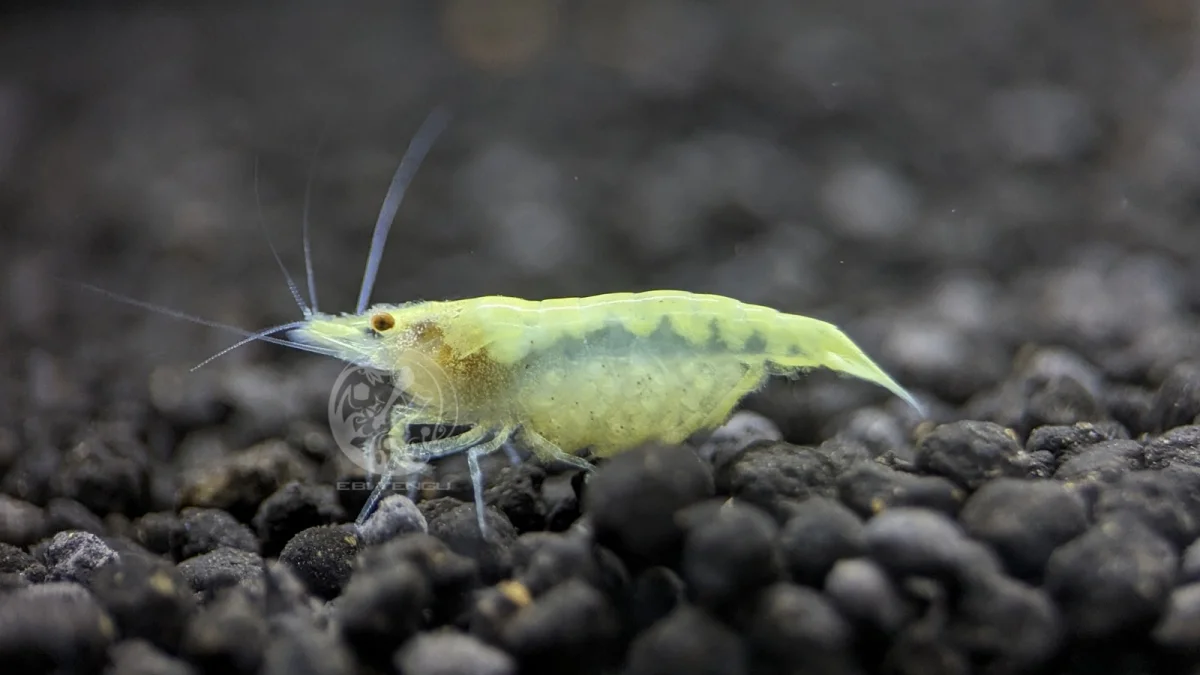 White Indian Zebra Garnele - Caridina cf. babaulti