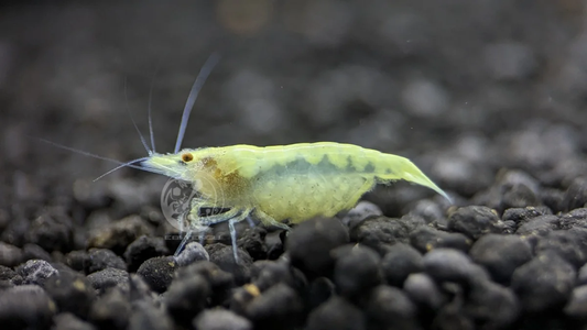 Crevette zébrée blanche indienne - Caridina cf.
