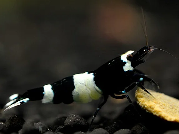 Black Taiwan Bee Garnele - Caridina cantonensis