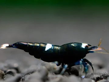 Black Taiwan Bee Garnele - Caridina cantonensis