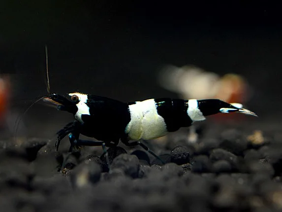 Black Taiwan Bee Garnele - Caridina cantonensis
