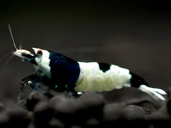 Black Taiwan Bee Garnele - Caridina cantonensis