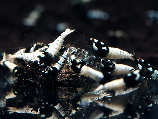 Black Taiwan Bee Garnele - Caridina cantonensis