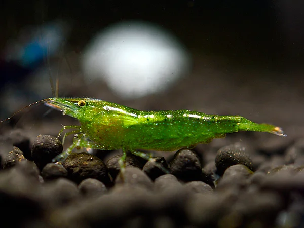 Indian Green Shrimp - Caridina cf. babaulti