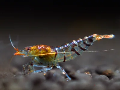 Crevette tigrée - Caridina cantonensis