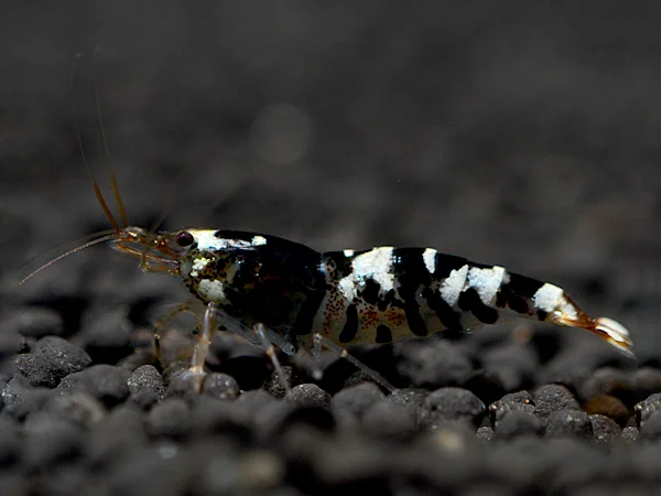 Tiger Bee Black Garnele - Caridina cantonensis