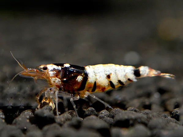 Tiger Bee Black Garnele - Caridina cantonensis