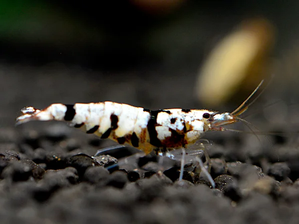 Tiger Bee Black Garnele - Caridina cantonensis