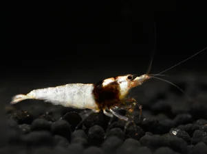 Tiger Bee Black Garnele - Caridina cantonensis
