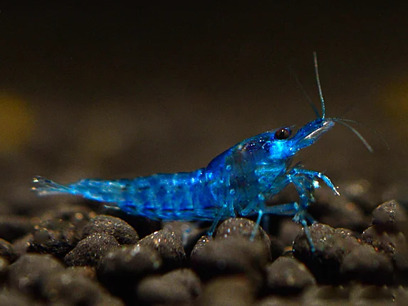 Blue Velvet Garnele (Neocaridina davidi) – dekorative Zwerggarnele mit samtig blauer Färbung, pflegeleicht und ideal für Süßwasseraquarien, jetzt online kaufen.