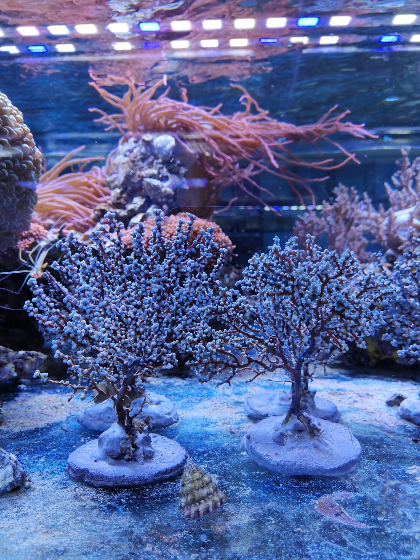 Acalycigorgia sp. blau