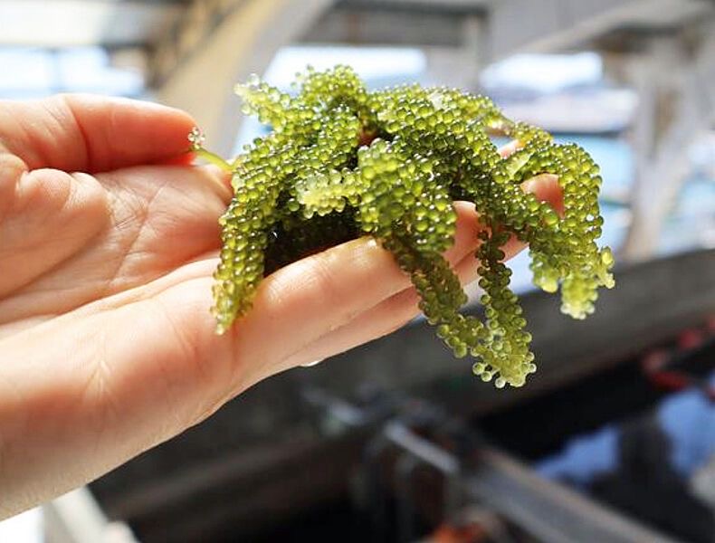 Meerestraube (Caulerpa racemosa)