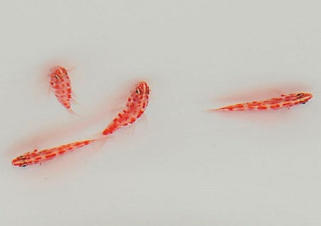 Trimma rubromaculatum Rotgepunkteter Pygmy Goby