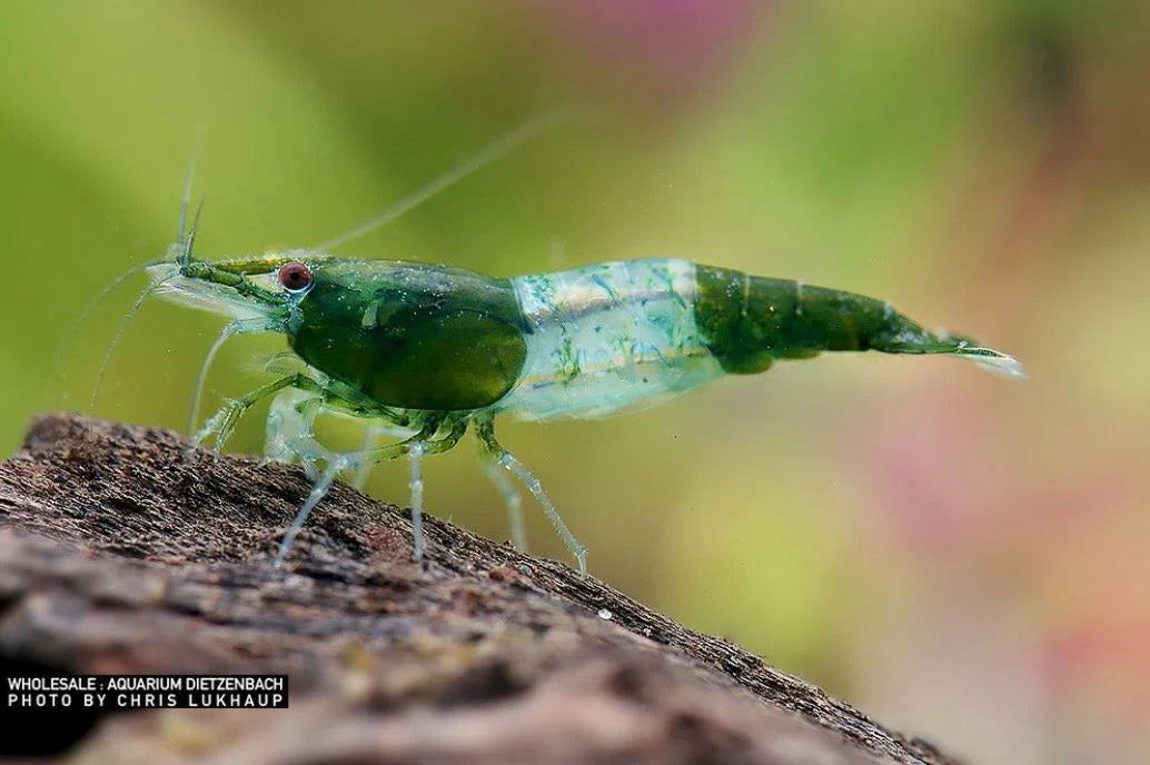 Green Rili Garnele (Neocaridina davidi) – attraktive Zwerggarnele mit grün-transparentem Muster, ideal für bepflanzte Süßwasseraquarien, jetzt online kaufen.