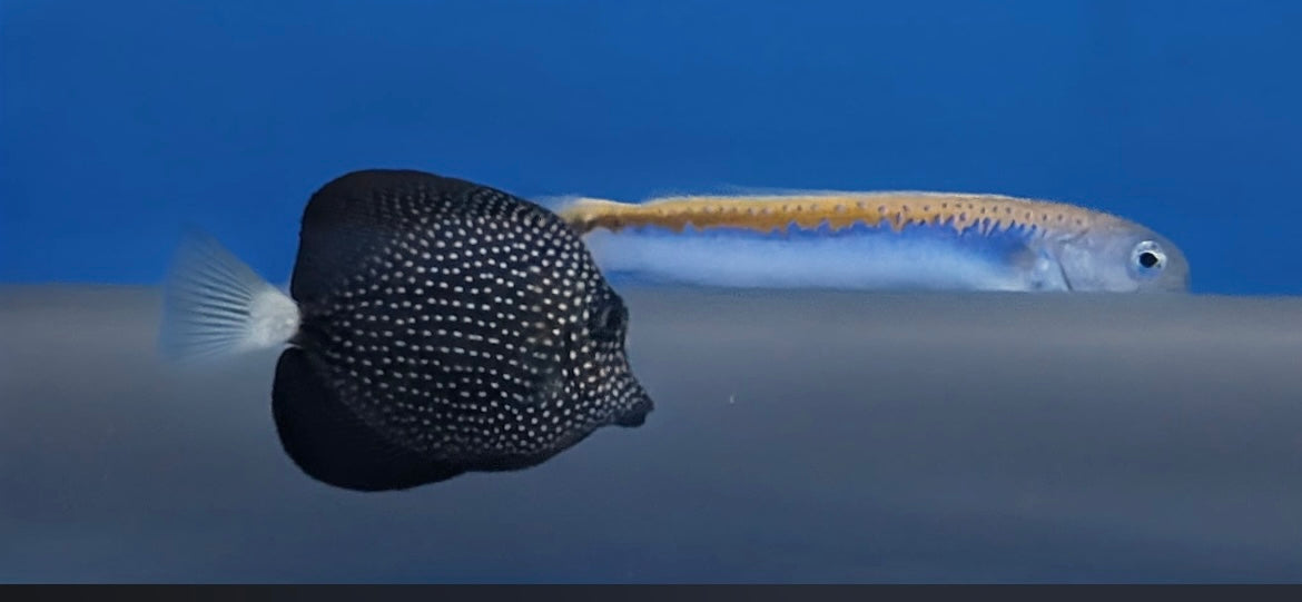 Zebrasoma gemmatum Mauritius Segelflossen Doktorfisch