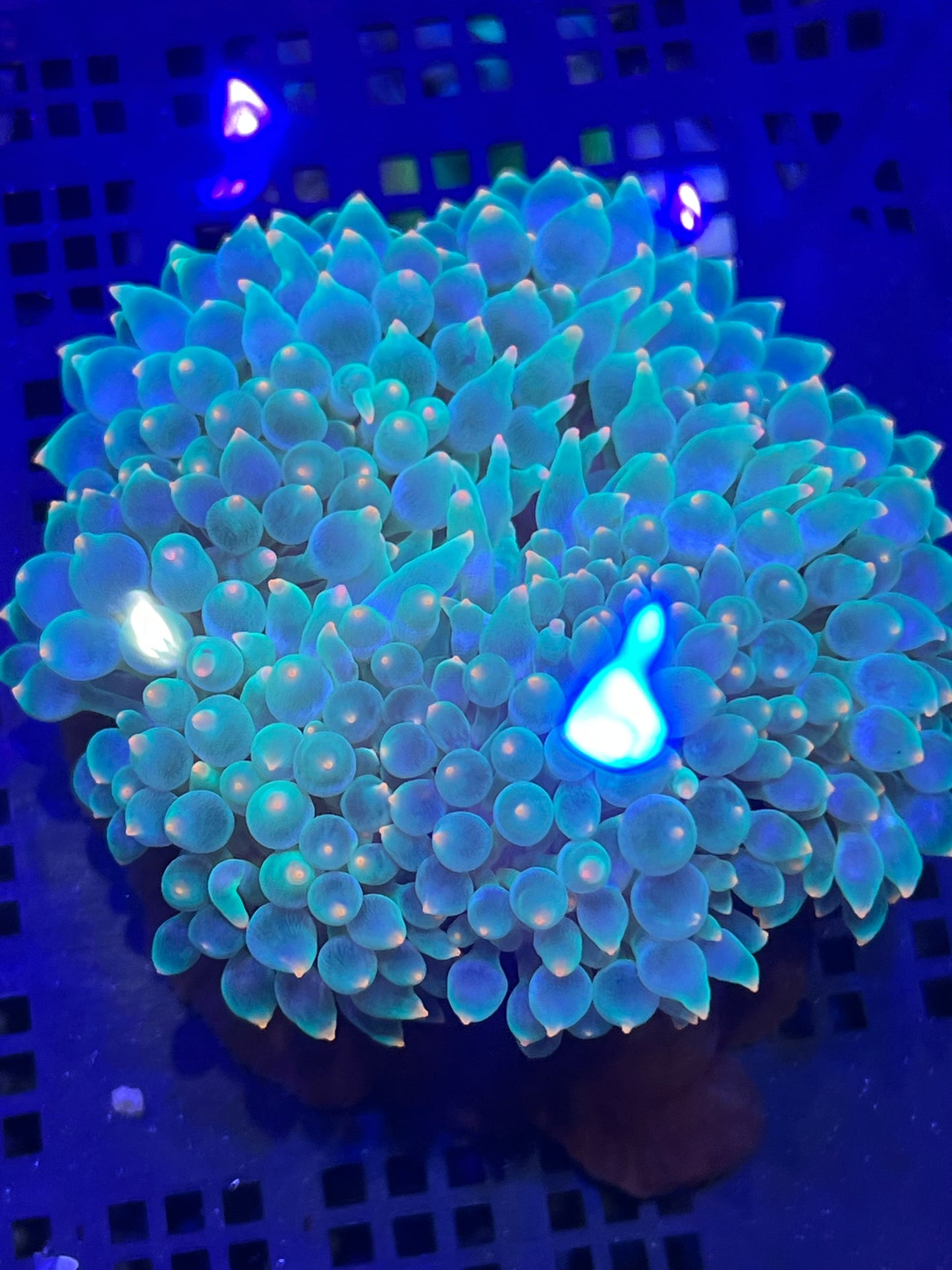 Entacmaea quadricolor Anemone WYSIWYG