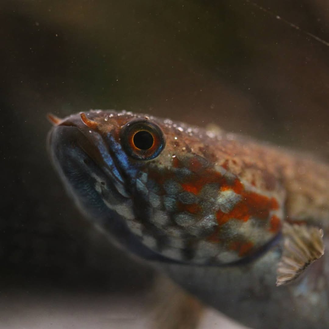 Neonblauer Zwergschlangenkopf (Channa andrao)