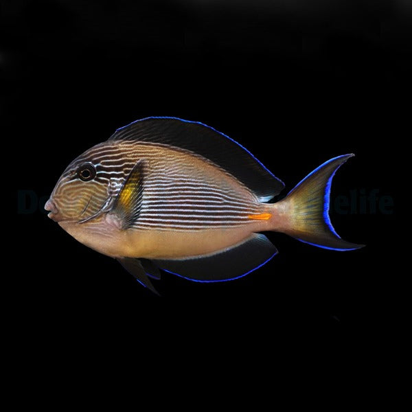 Acanthurus sohal XL