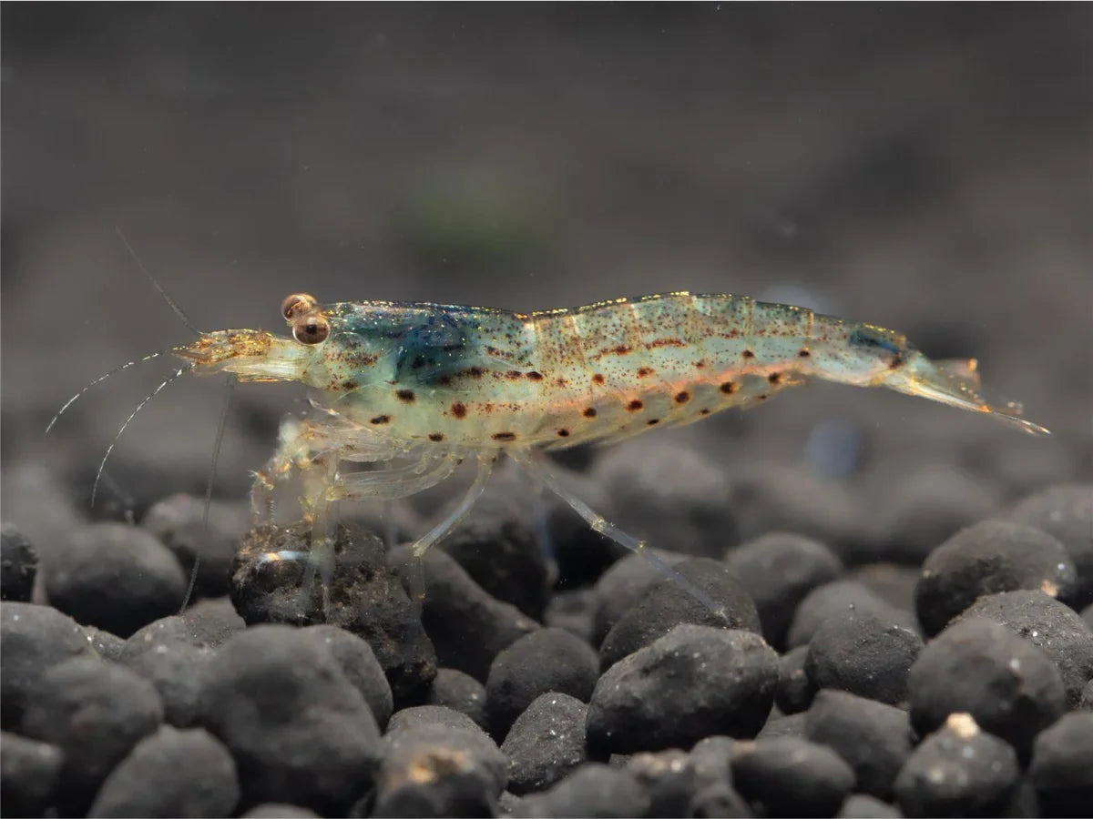 Amano Garnele - Caridina multidentata