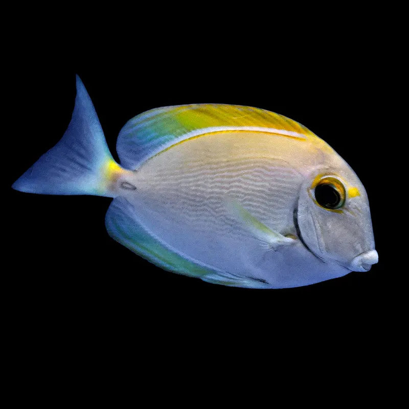 Dussumiers Doktorfisch