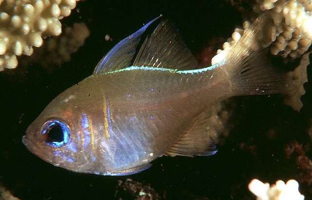 Apogon leptacanthus – Fadenflossen-Kardinalbarsch