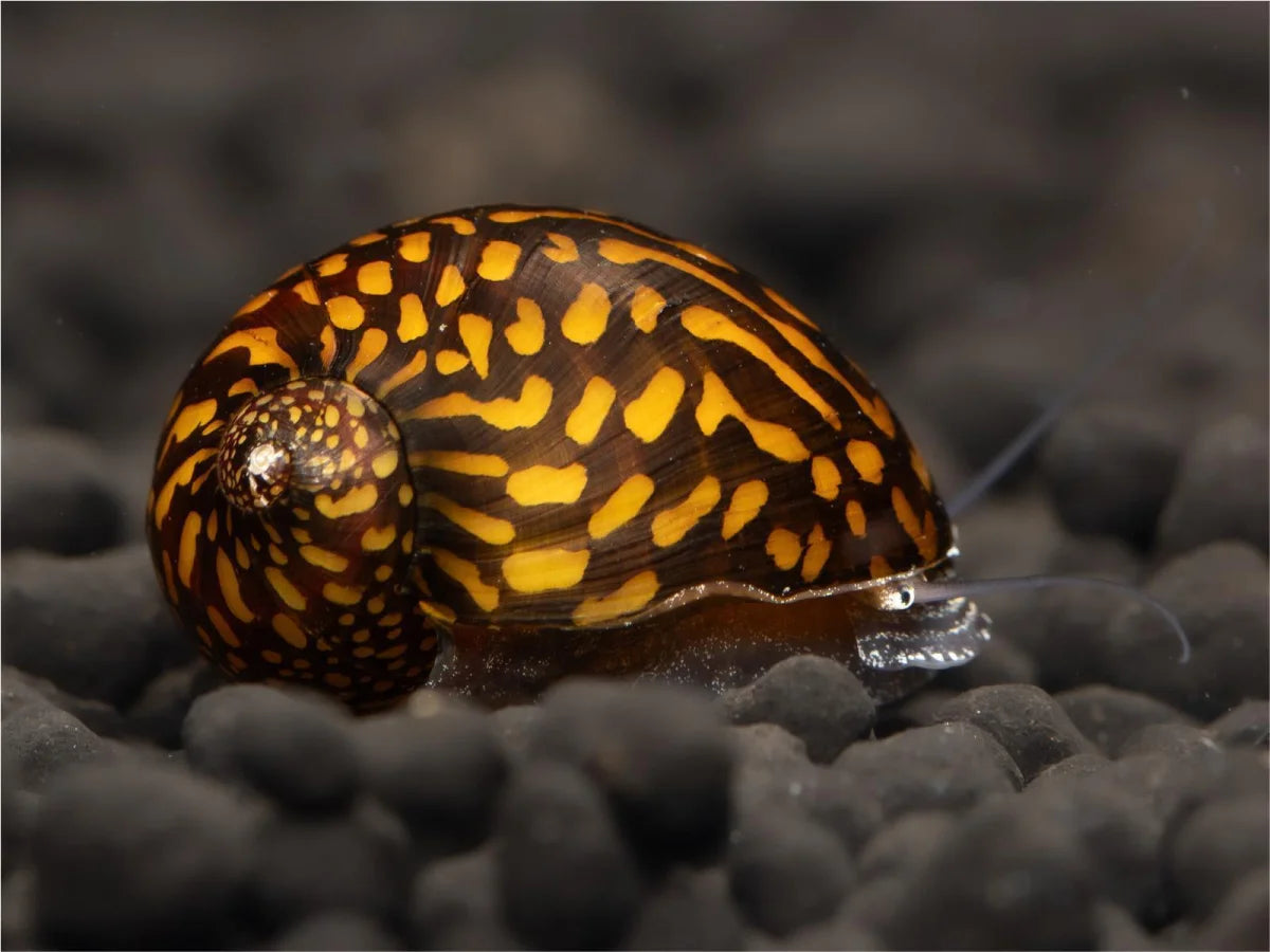Batik Rennschnecke - Neritina Variegata