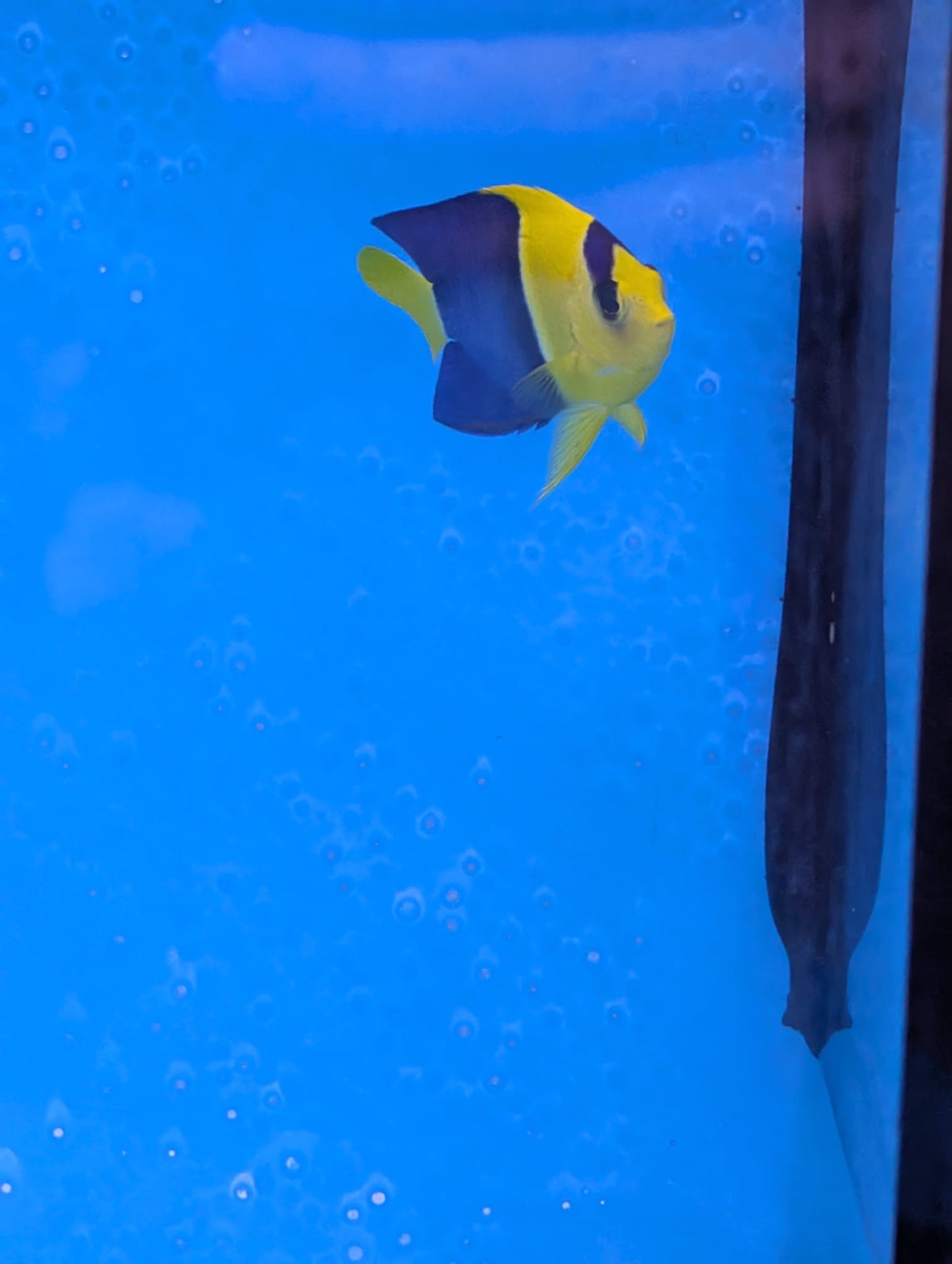 Centropyge bicolor - Blaugelber Zwergkaiserfisch