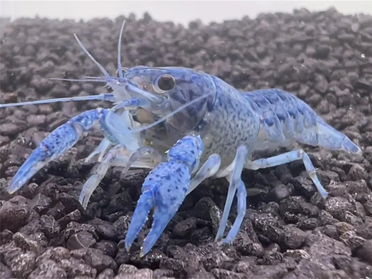 Blauer Floridakrebs - Procambarus Alleni