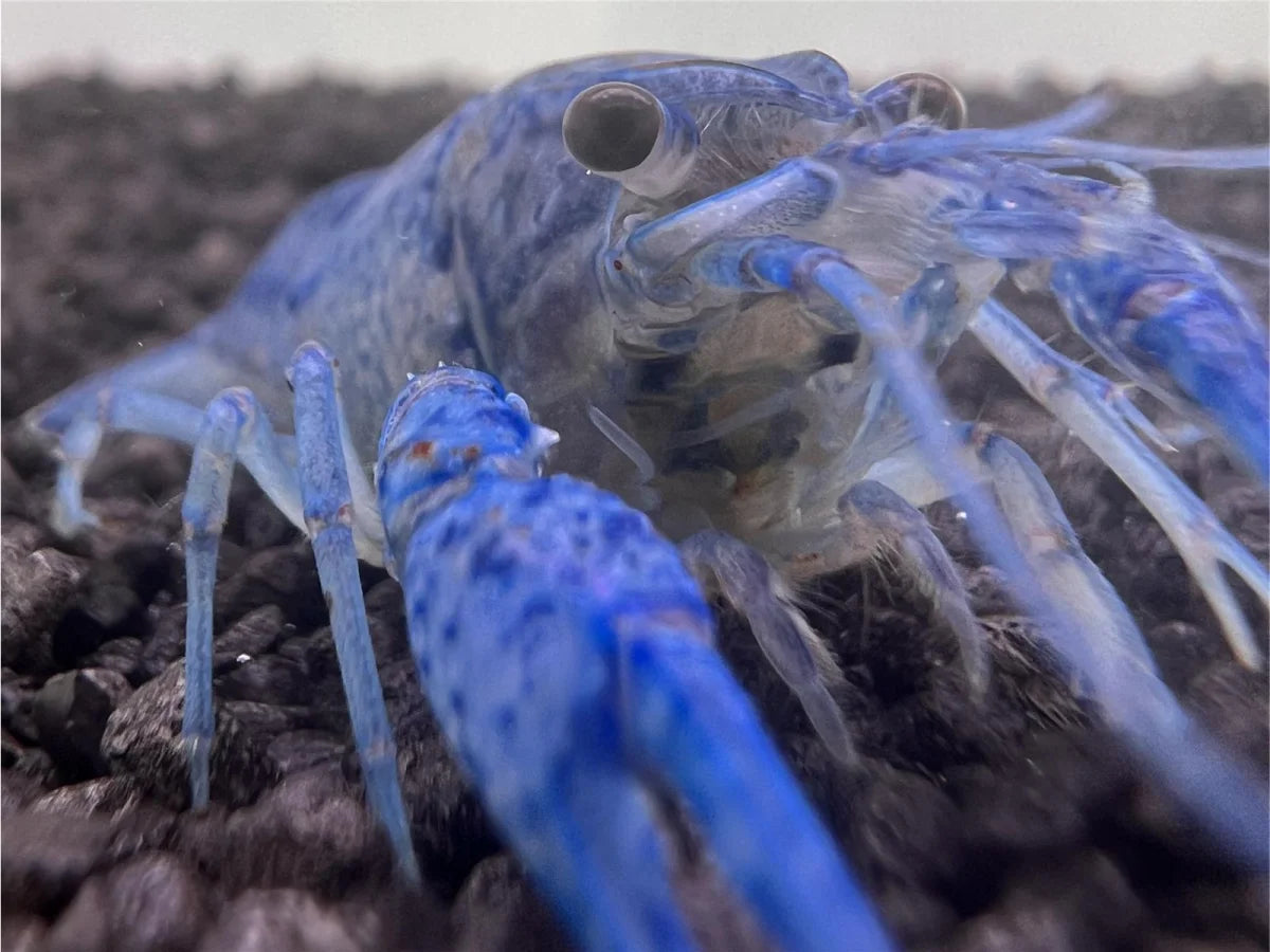 Blauer Floridakrebs - Procambarus Alleni