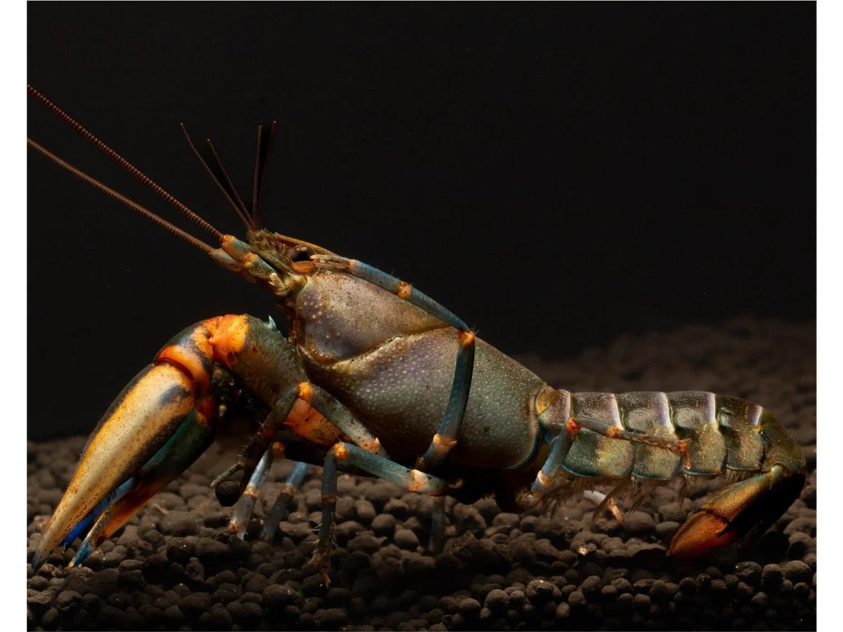 Blue Kong Red Claw Flusskrebs - Cherax Alyciae