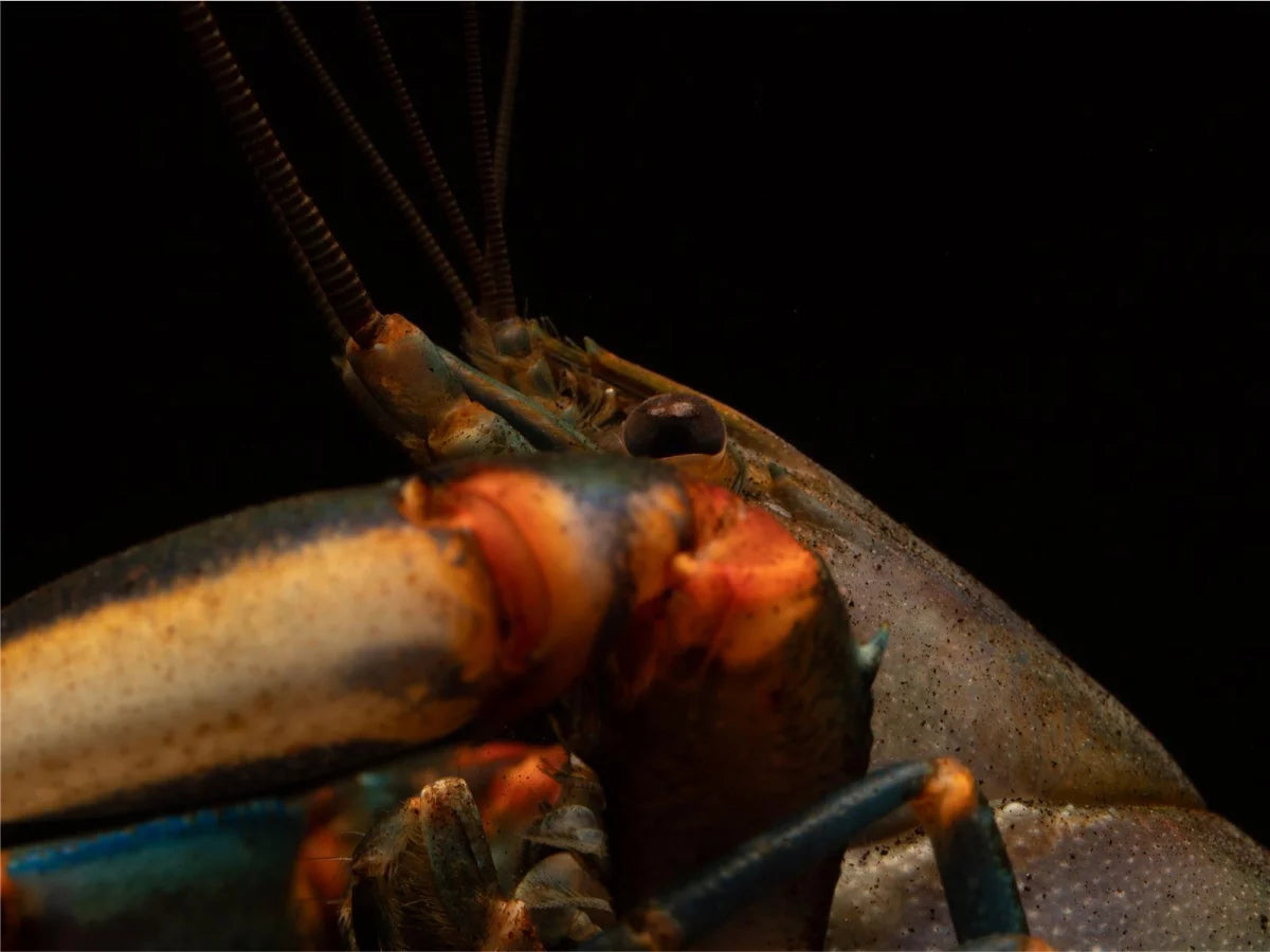 Blue Kong Red Claw Flusskrebs - Cherax Alyciae