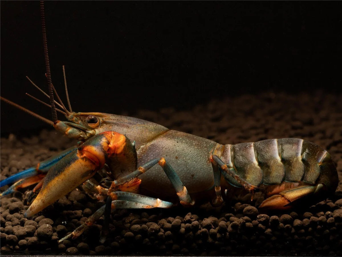 Blue Kong Red Claw Flusskrebs - Cherax Alyciae