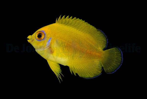 Centropyge flavissima Nachzucht